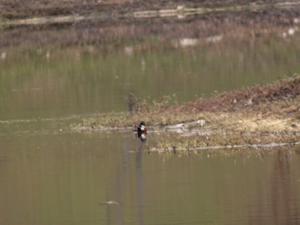 Northern Shoveler - ML311804271