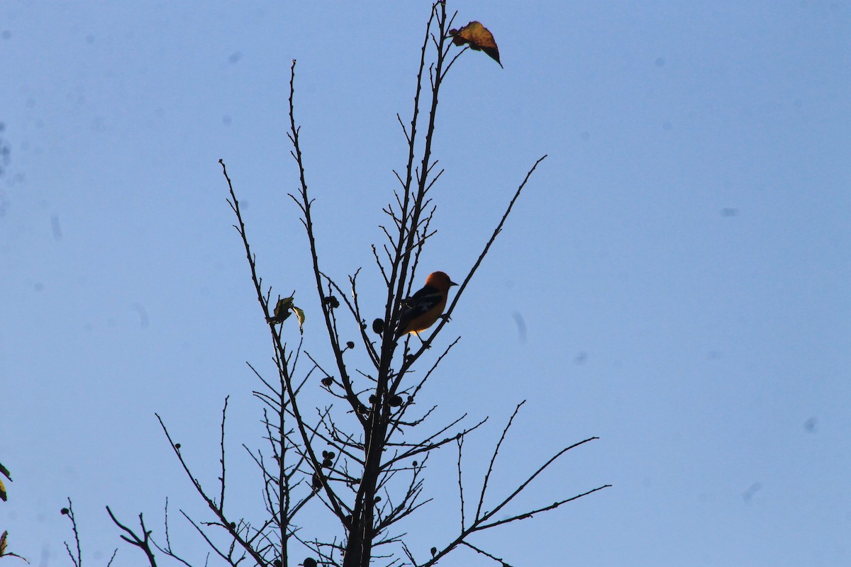 Oriole à gros bec - ML311805451