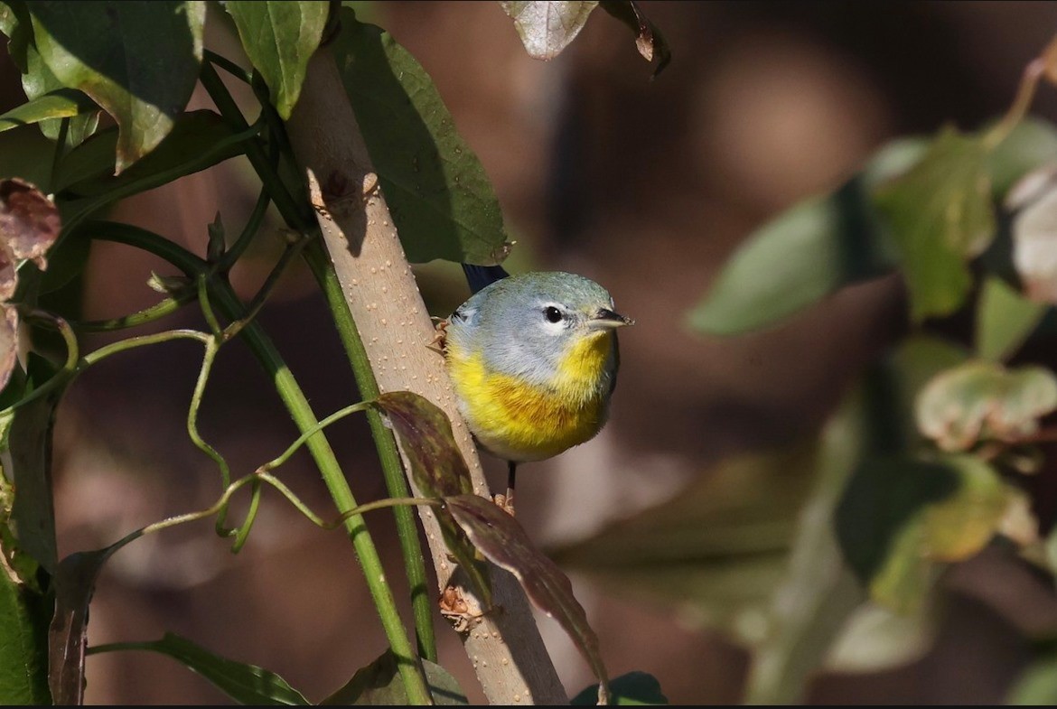 Northern Parula - ML311806021