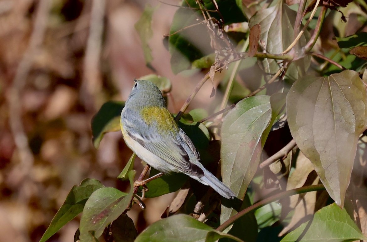 Northern Parula - ML311806151