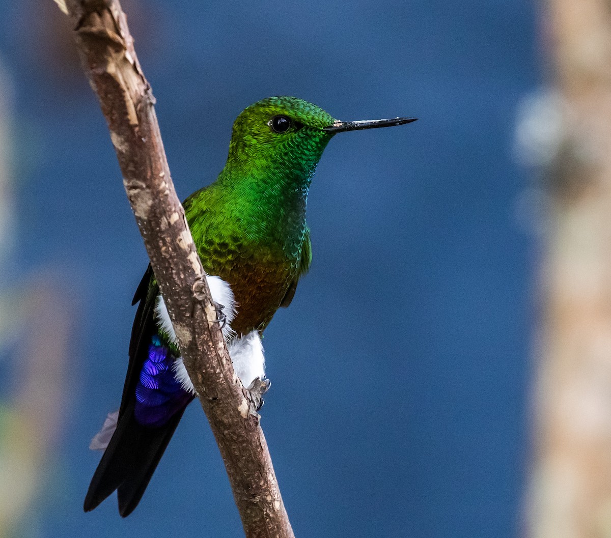 Coppery-bellied Puffleg - Ron Hoff Dollyann Myers