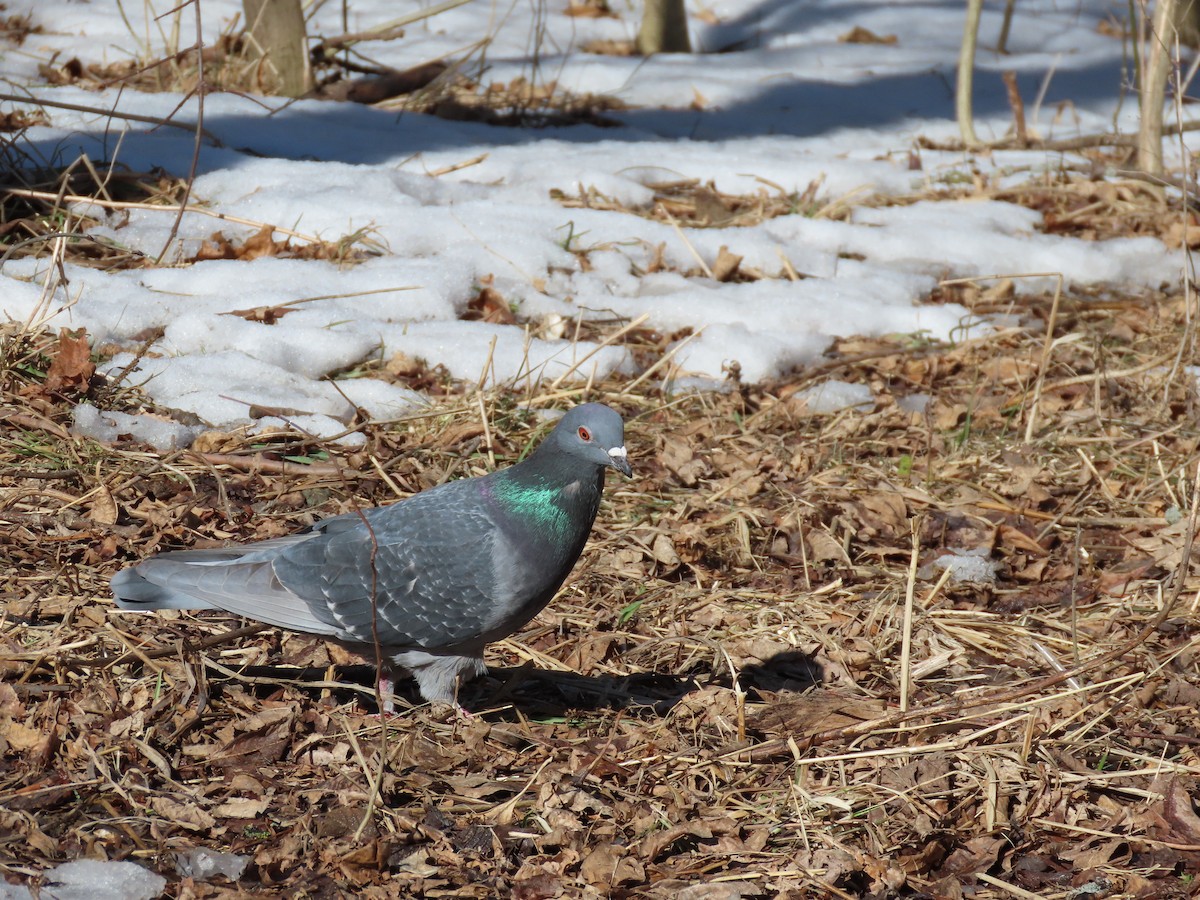 Rock Pigeon (Feral Pigeon) - ML311808741