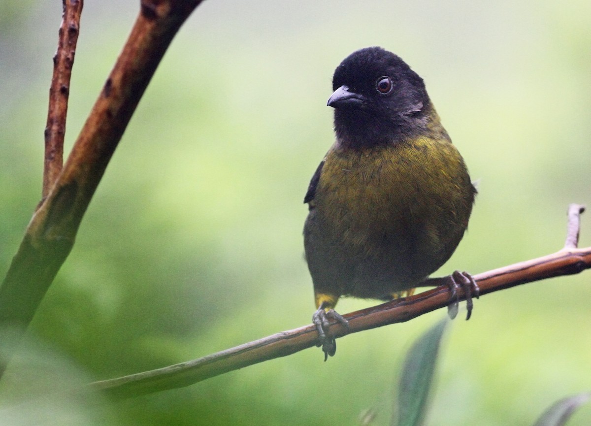 Yellow-green Brushfinch - ML31180891