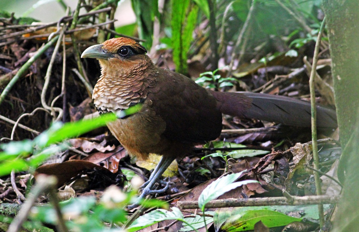 Rufous-vented Ground-Cuckoo - Andrew Spencer