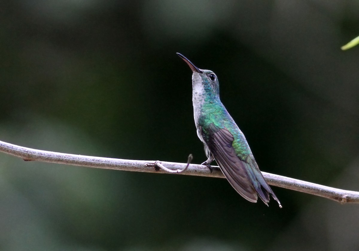 Mangrove Hummingbird - ML31181031