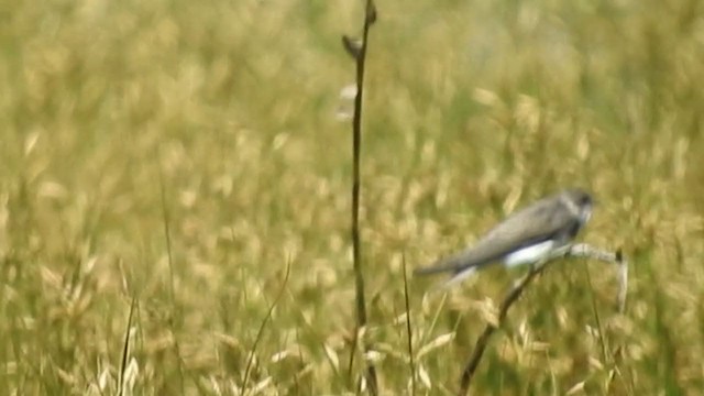 Pale Martin - ML311811251