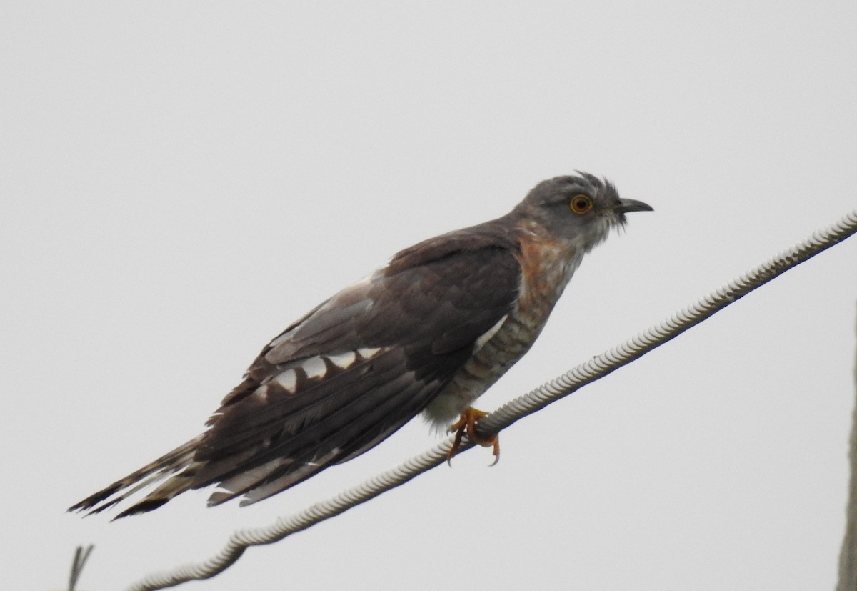 Common Hawk-Cuckoo - ML31181181