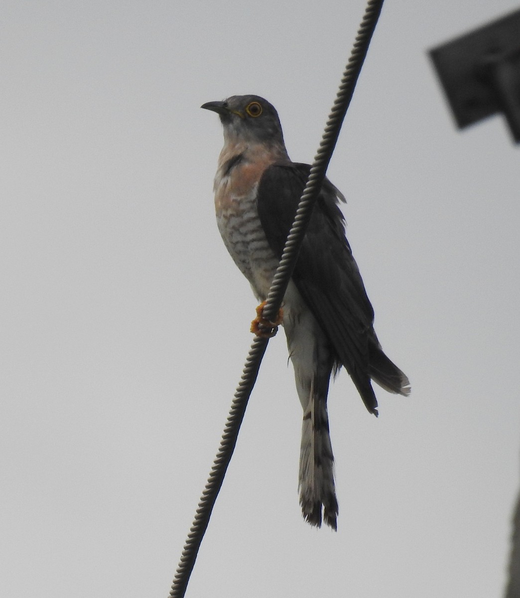 Common Hawk-Cuckoo - ML31181191