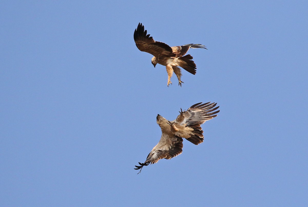 Tawny Eagle - ML31181231