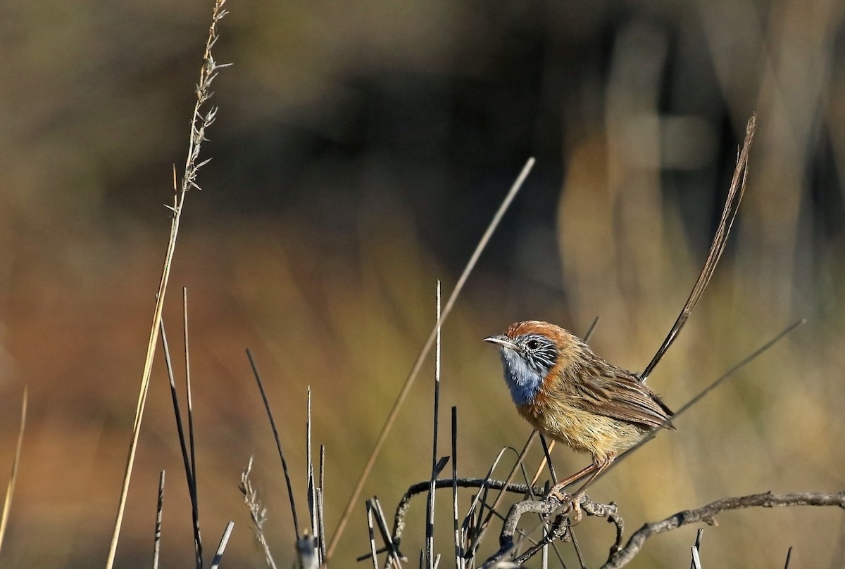 Mallee Emuwren - ML31181321