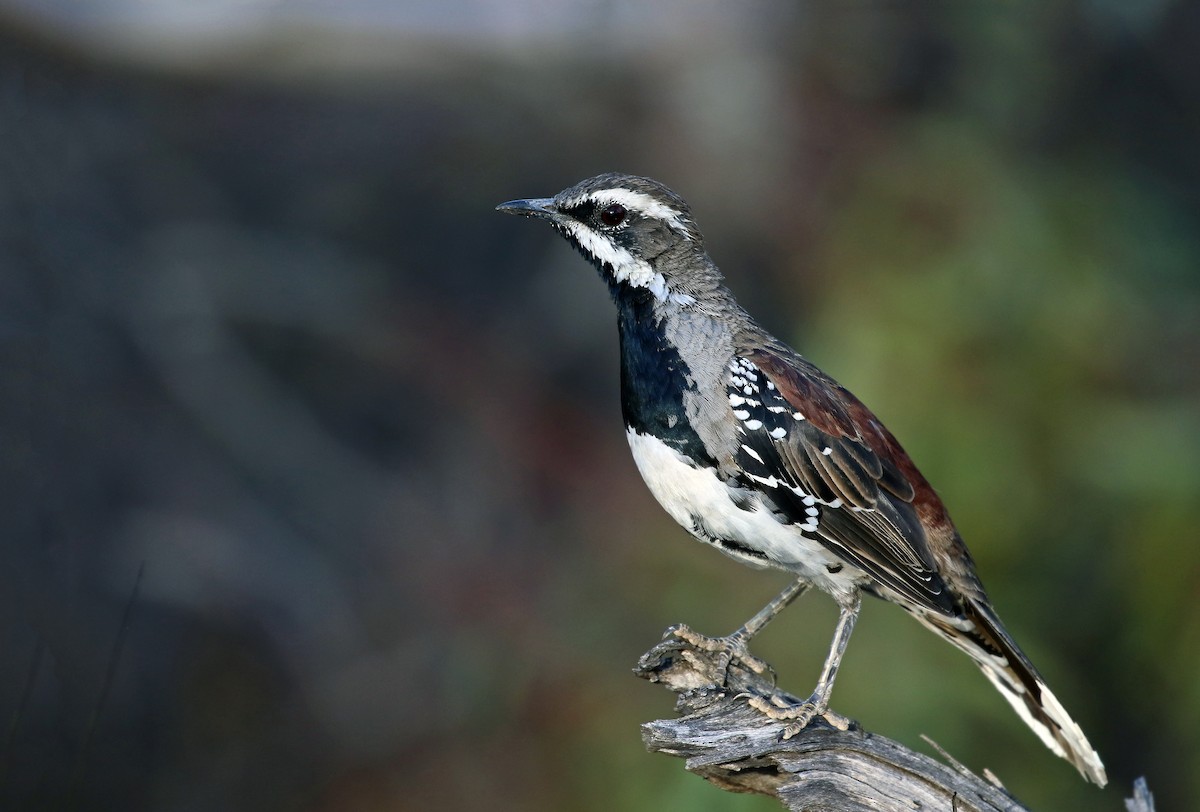 Chestnut Quail-thrush - ML31181331