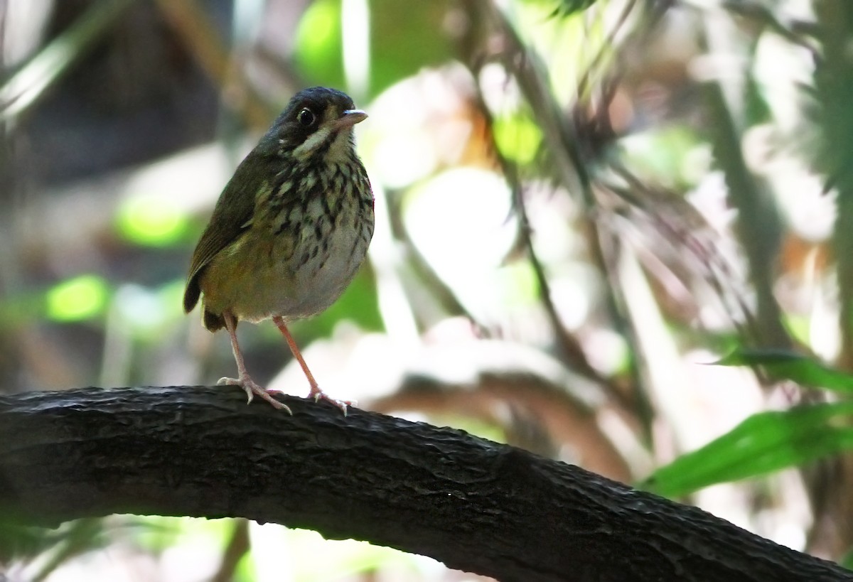 Masked Antpitta - Andrew Spencer