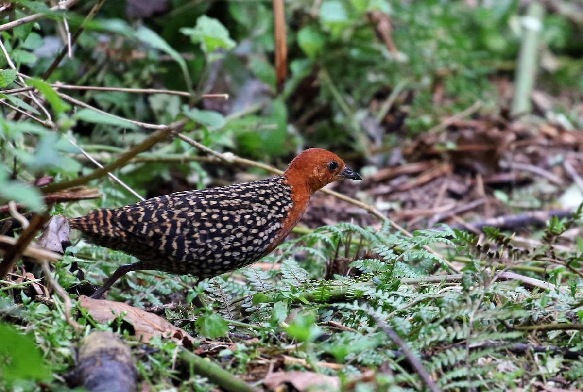 Buff-spotted Flufftail - Andrew Spencer