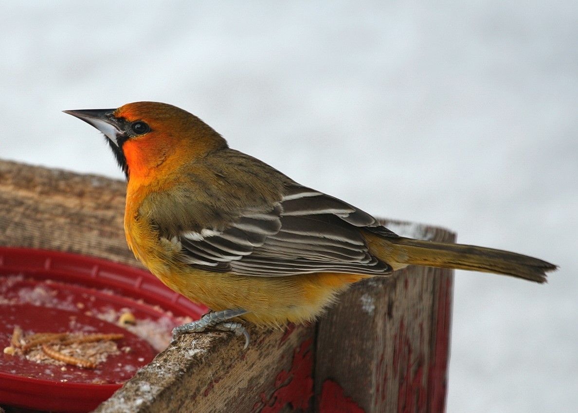 Oriole à dos rayé - ML311816161