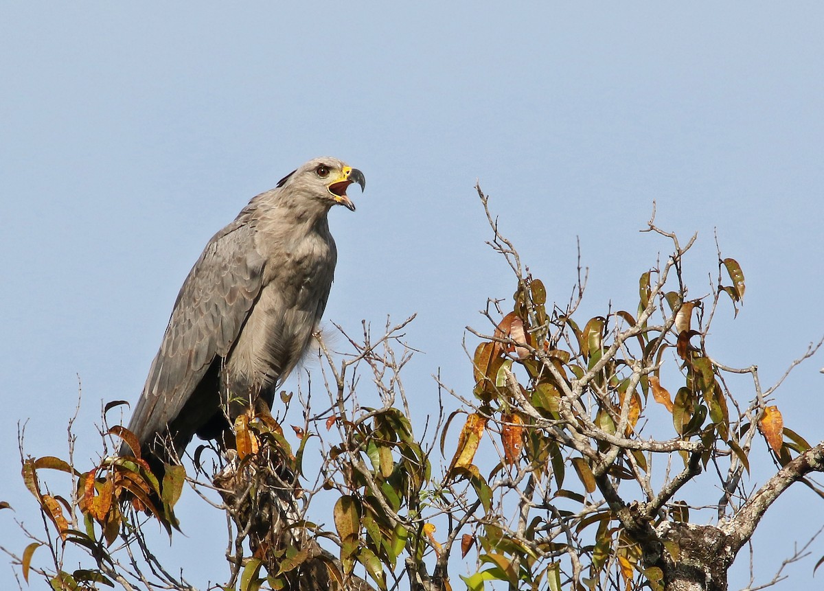 Chaco Eagle - Andrew Spencer