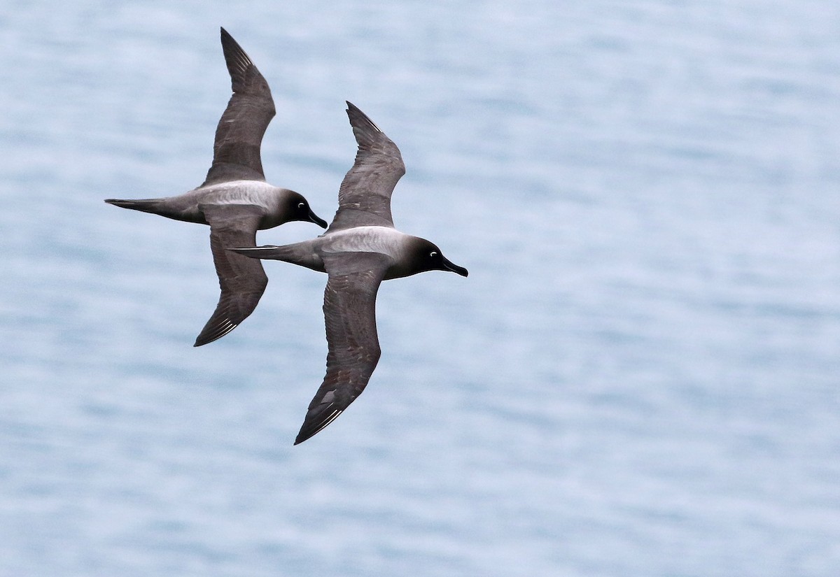 Light-mantled Albatross - ML31181871