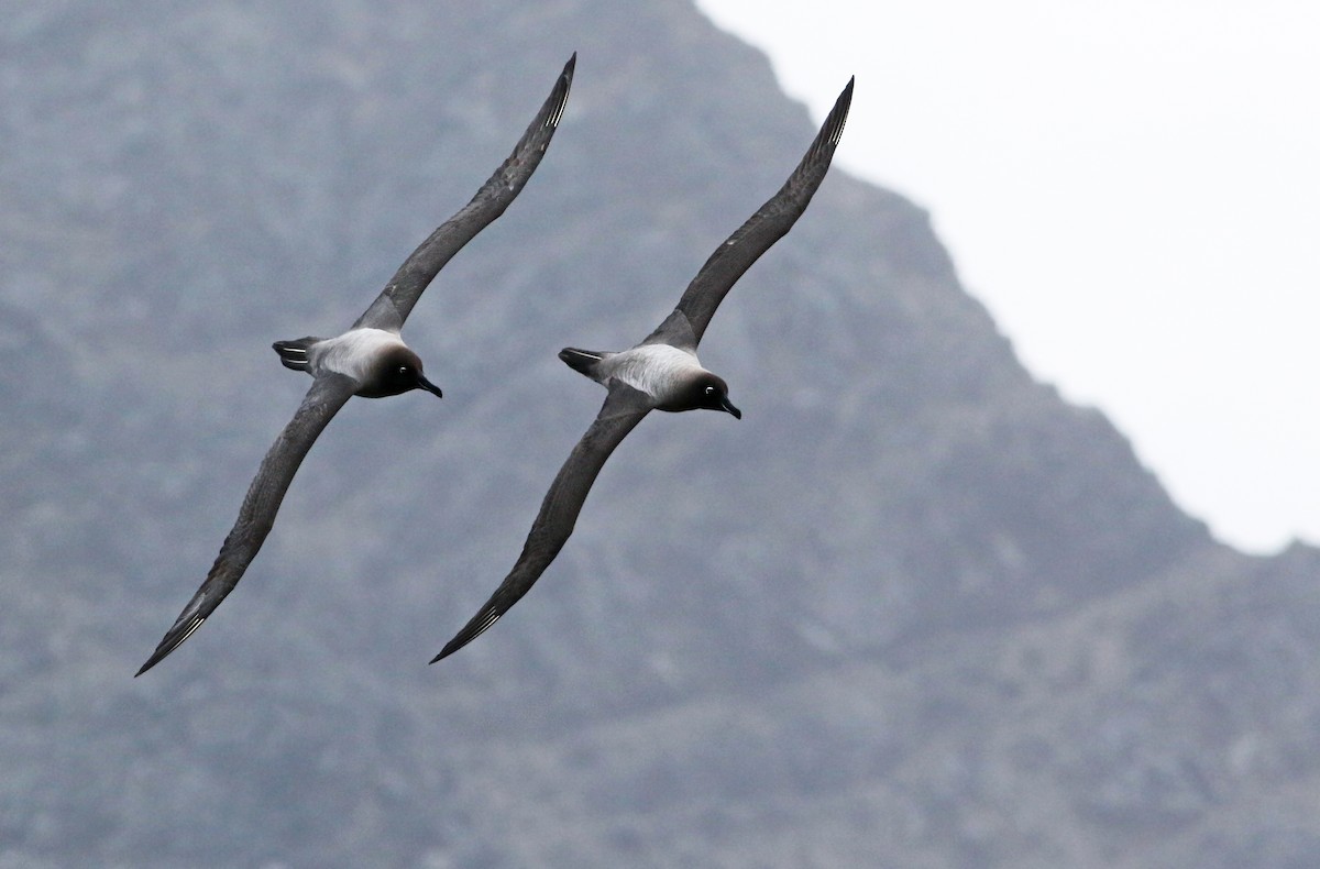 Light-mantled Albatross - ML31181881