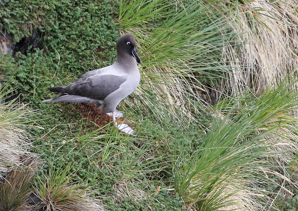 Light-mantled Albatross - ML31181891