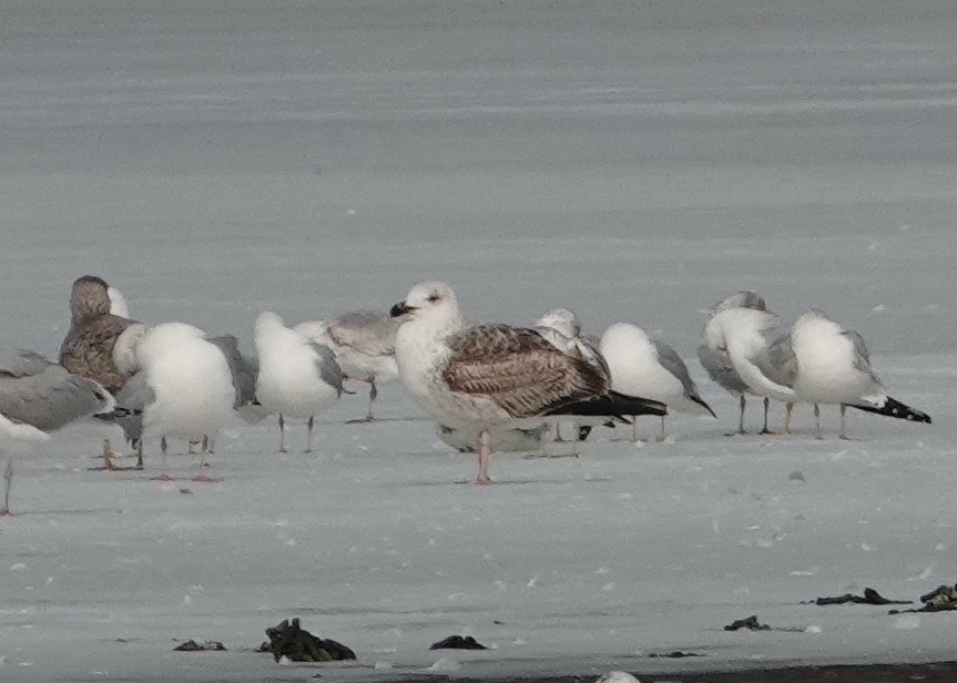 Great Black-backed Gull - ML311819111