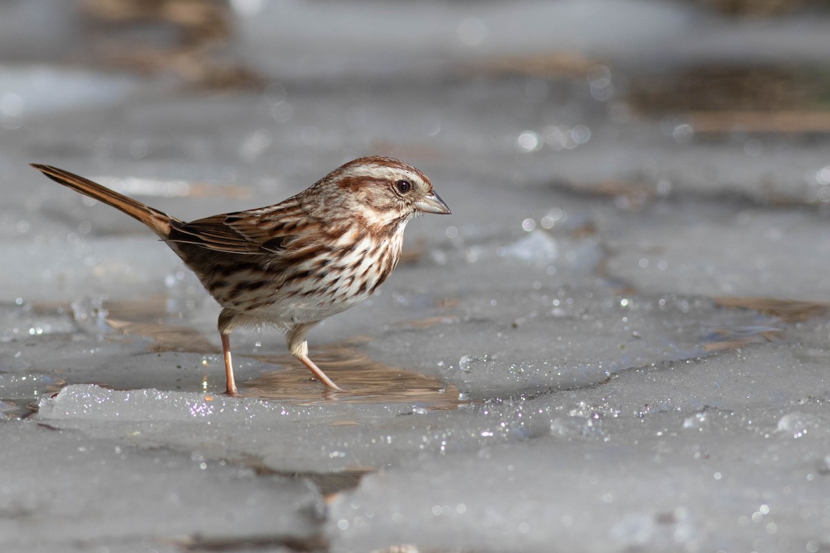 Song Sparrow - ML311819451