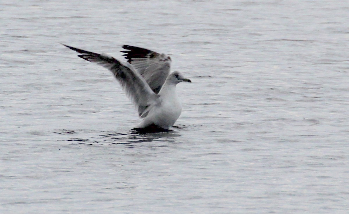 Ring-billed Gull - Gary Leavens