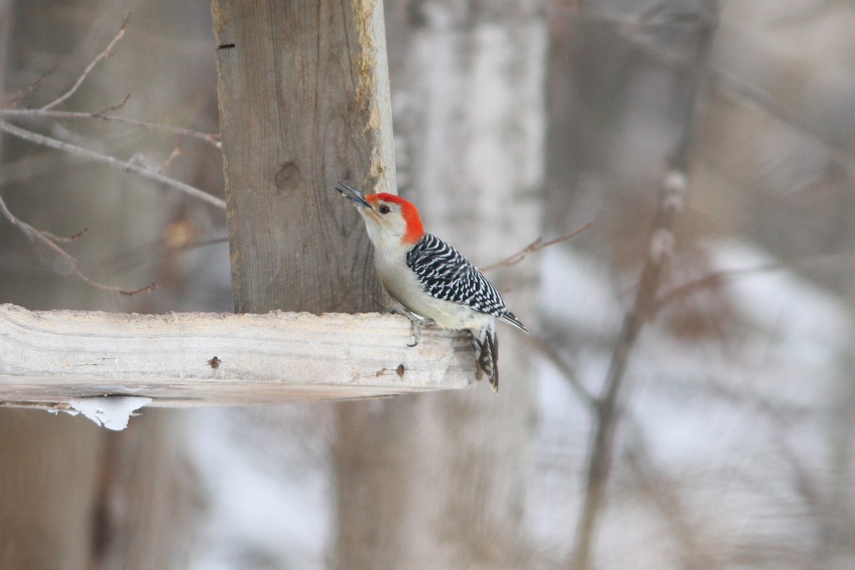 Red-bellied Woodpecker - ML311820571