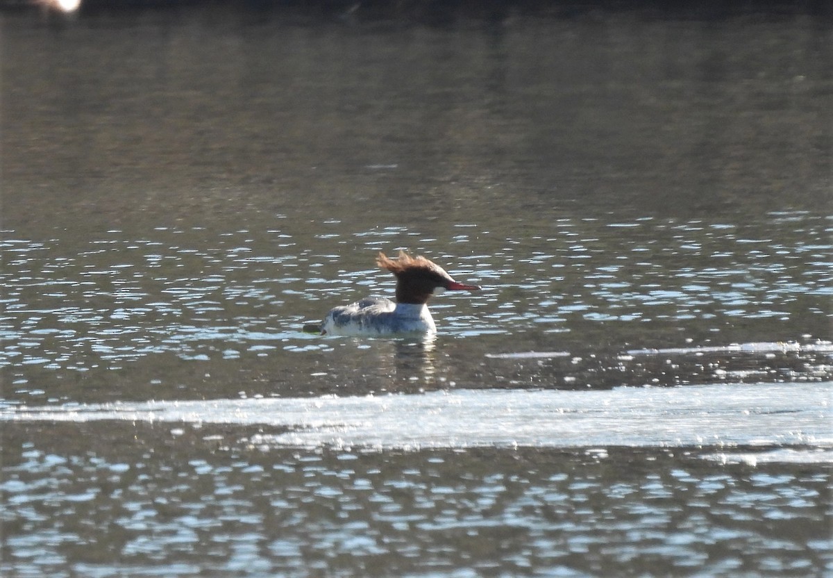 Common Merganser - Jennifer Wilson-Pines