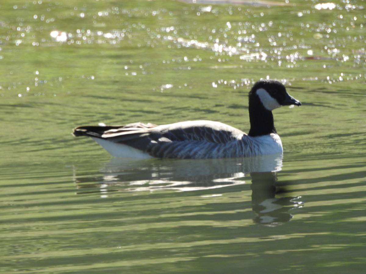 Cackling Goose - ML311822331