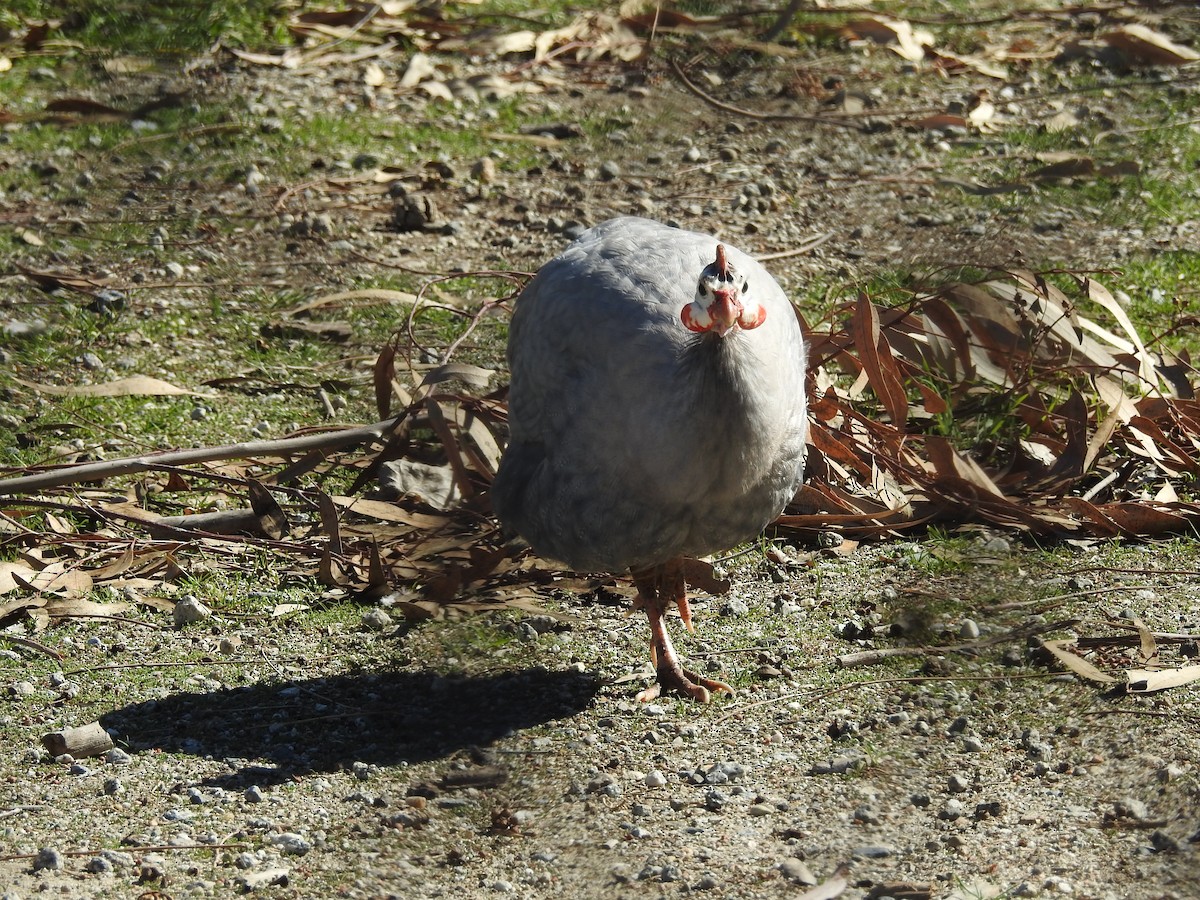 Helmeted Guineafowl (Domestic type) - ML311822451