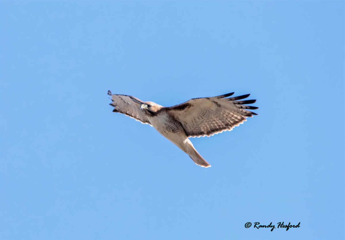 Red-tailed Hawk - ML311822881