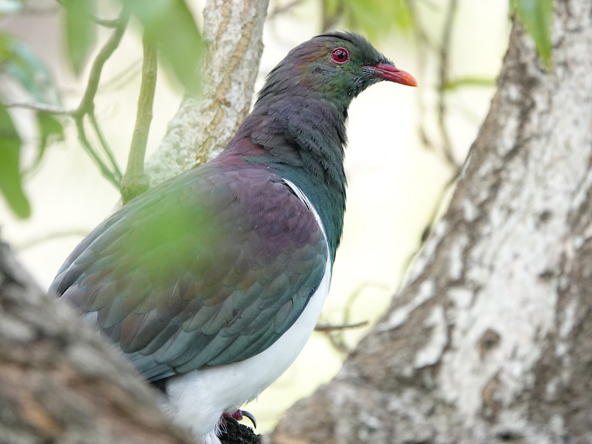 New Zealand Pigeon - ML311823971