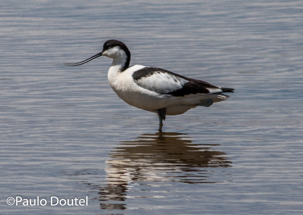 Avocette élégante - ML31182571