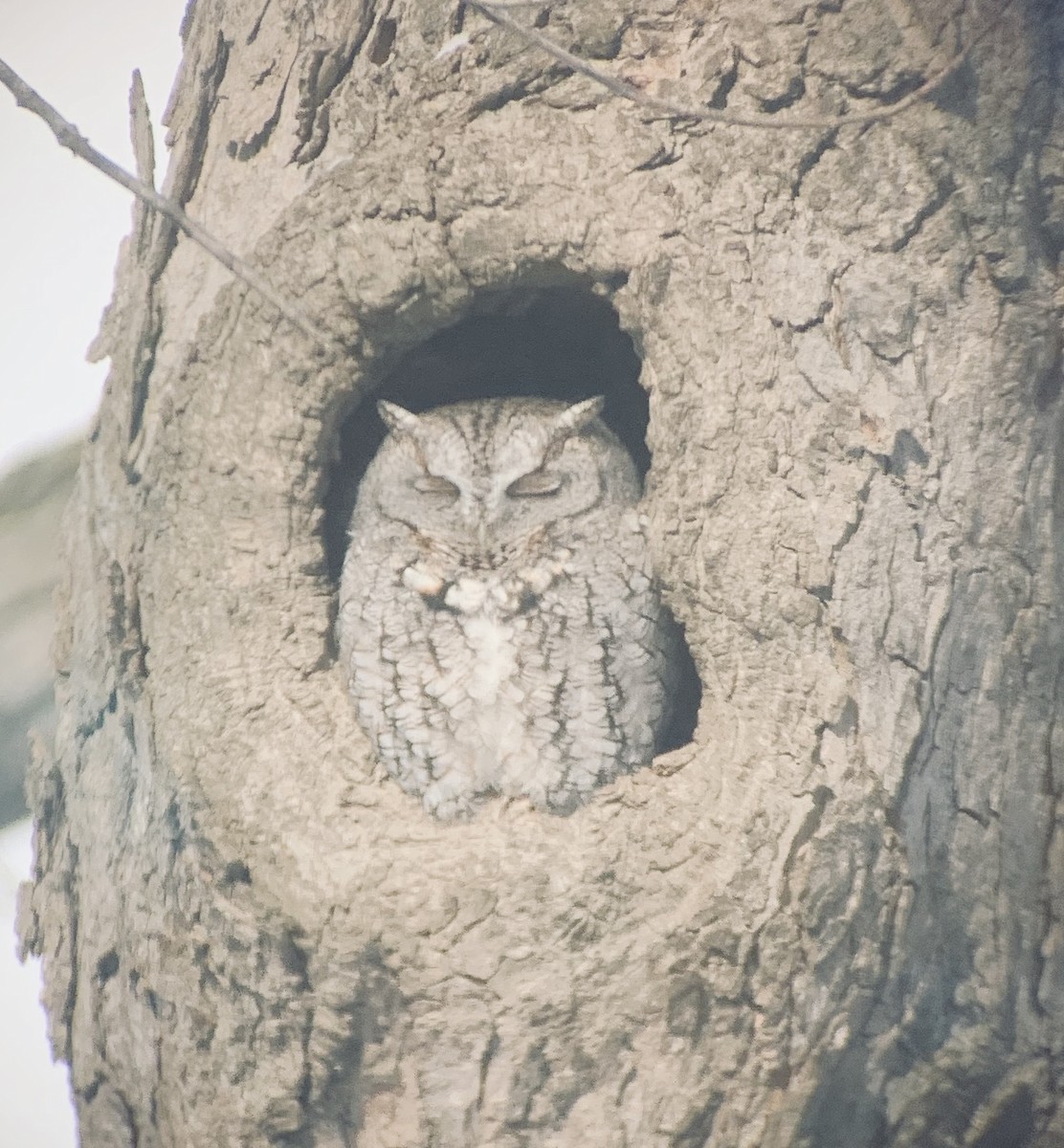 Eastern Screech-Owl - ML311825731
