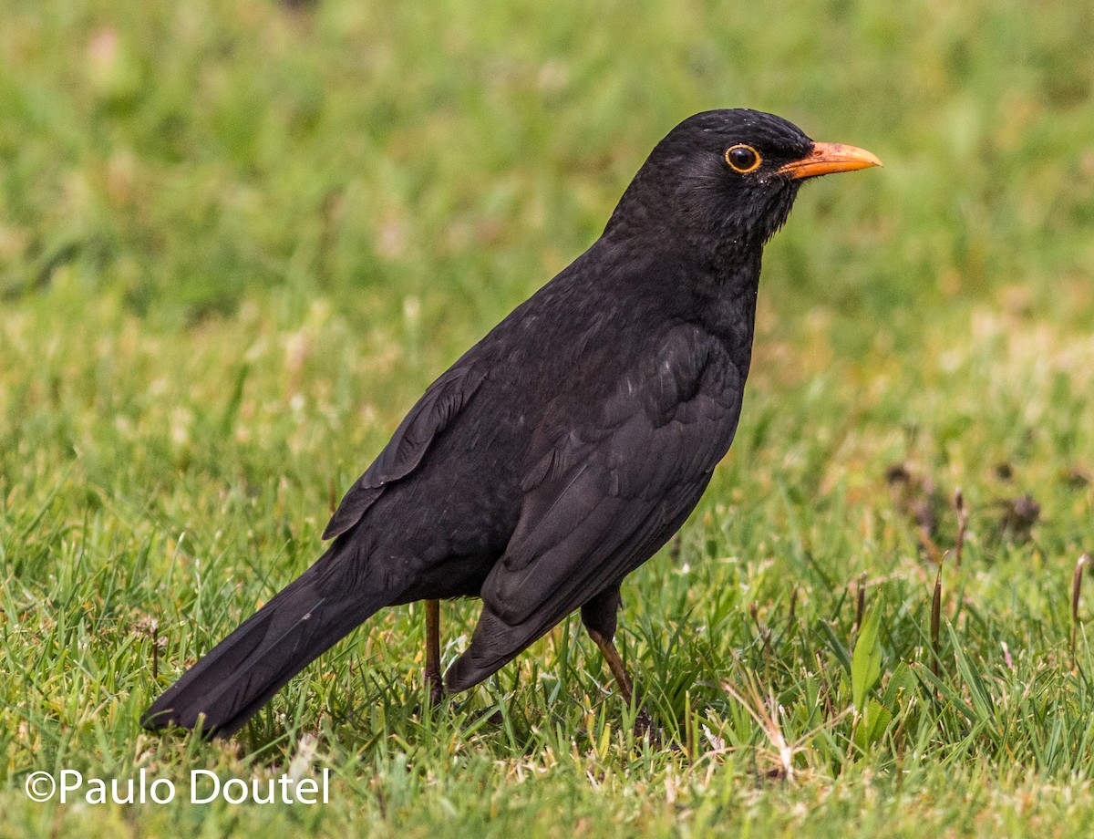 Eurasian Blackbird - ML31182601