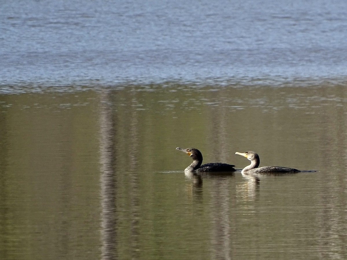 Double-crested Cormorant - ML311826181