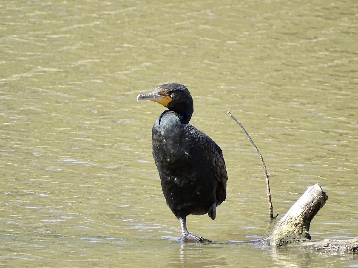 Double-crested Cormorant - ML311826191