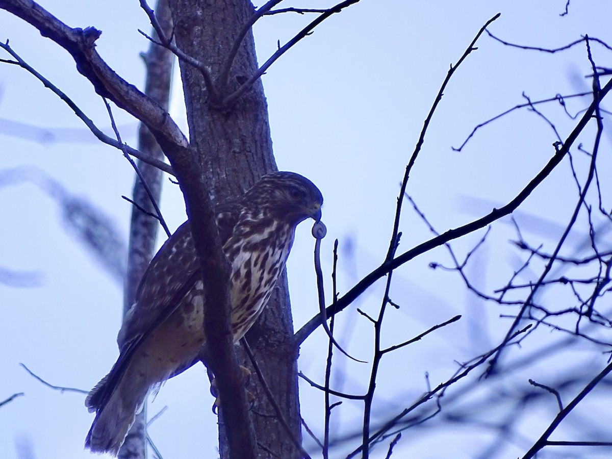 Red-shouldered Hawk - ML311827001