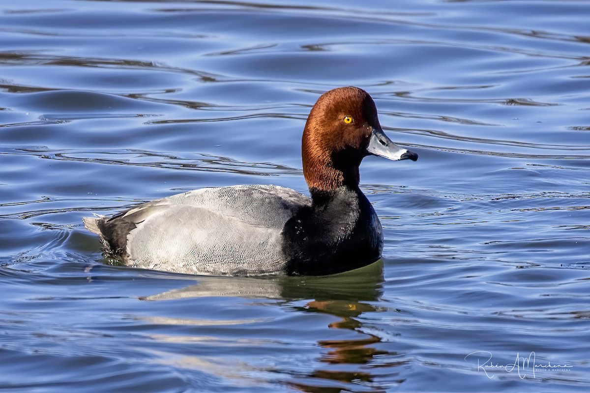 Redhead - Ruben Marchena