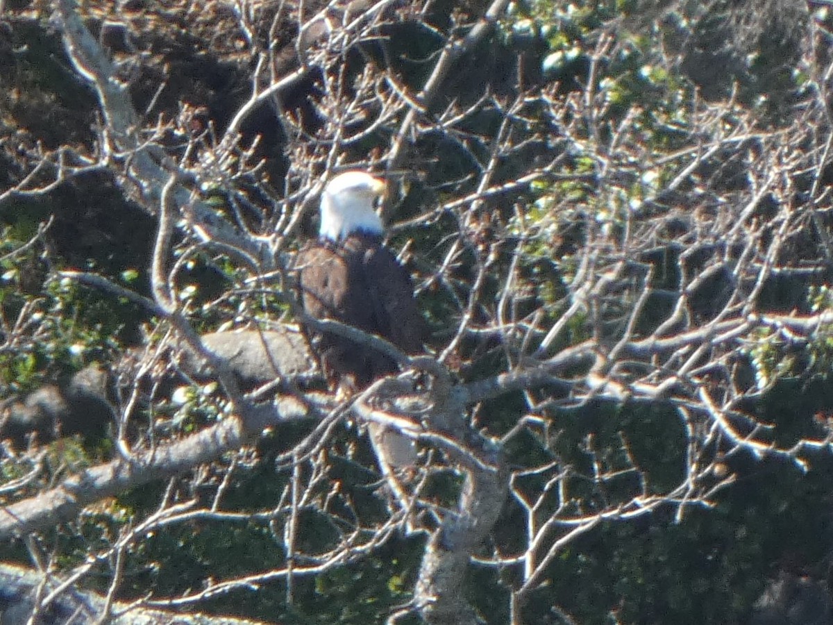 Bald Eagle - ML311829631