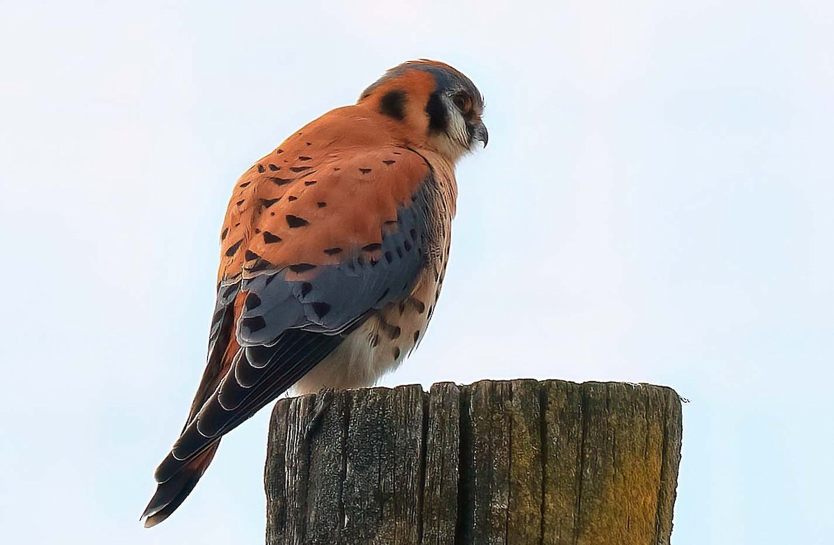 American Kestrel - ML311830401