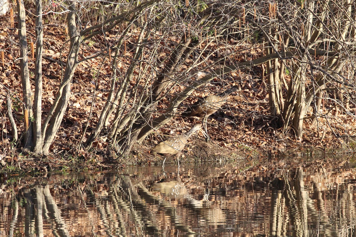 Limpkin - ML311830601