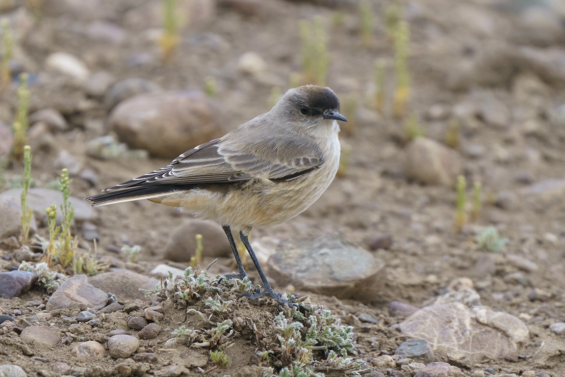 Dormilona Canela - ML311830821