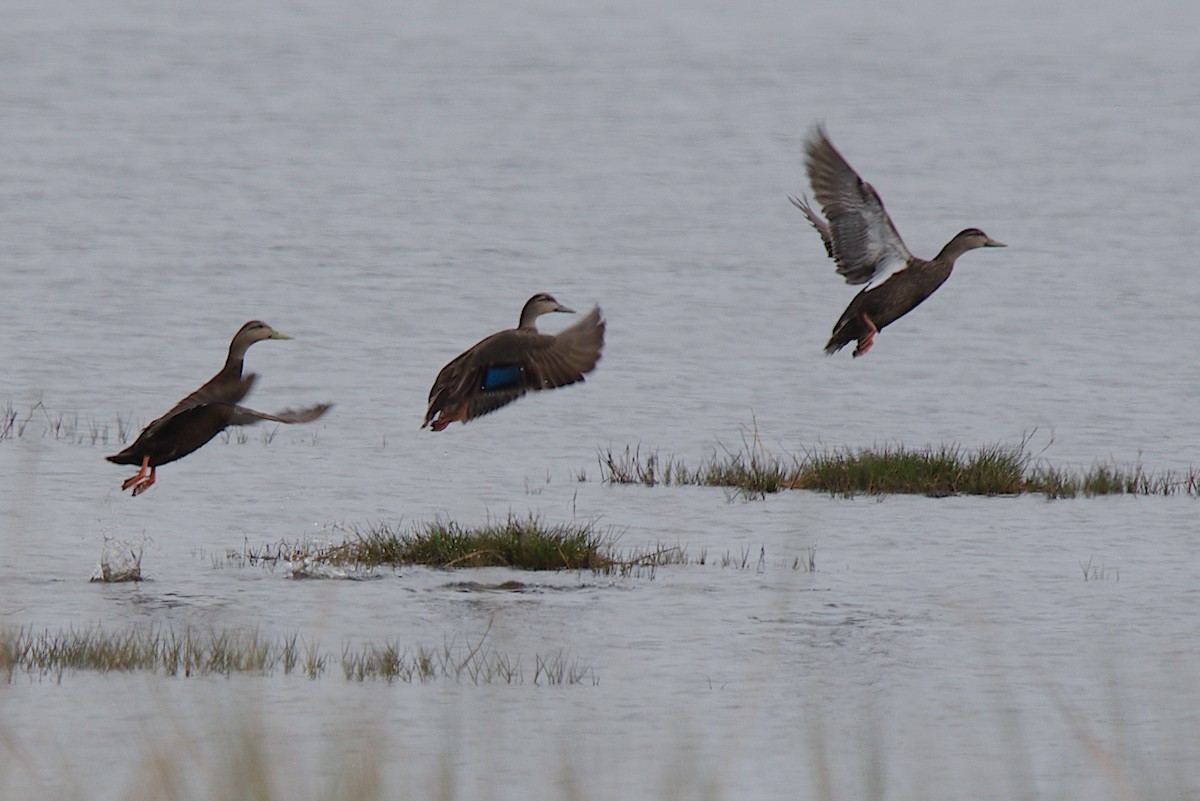 American Black Duck - George Ross