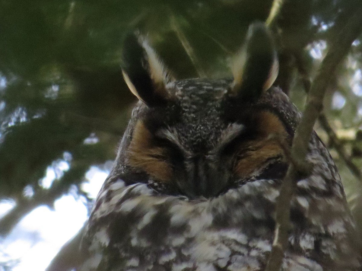 Long-eared Owl - ML311831291