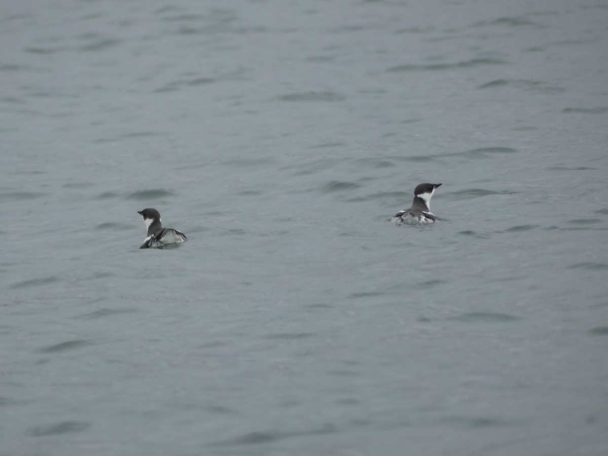 Marbled Murrelet - ML311834771