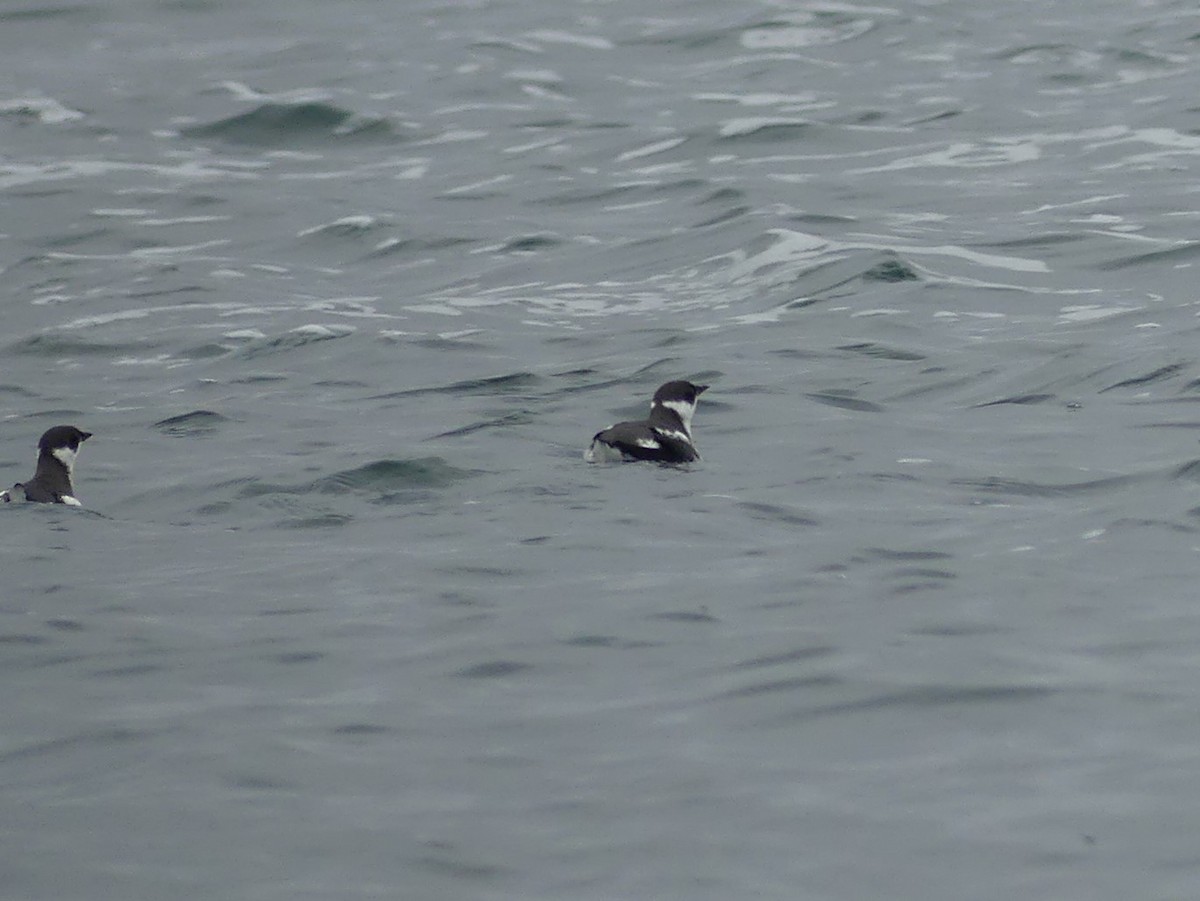 Marbled Murrelet - ML311834881