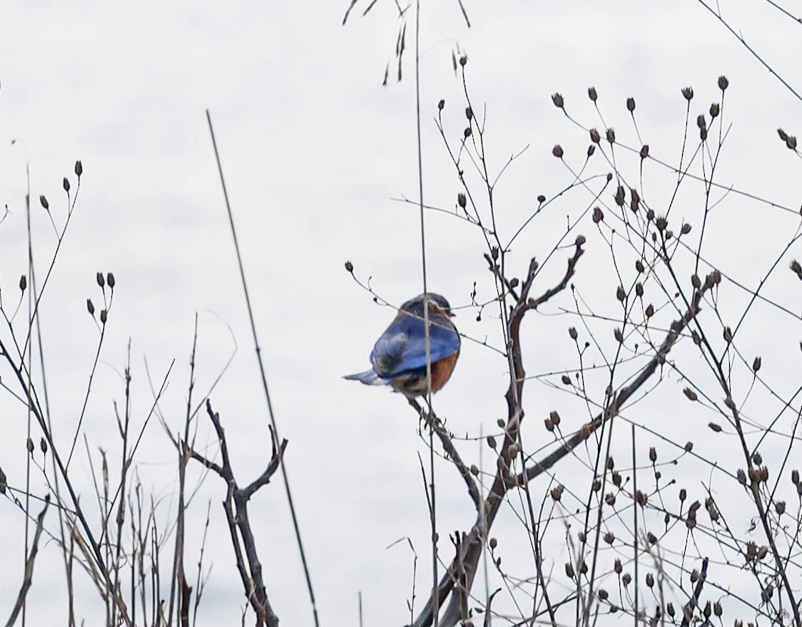 Eastern Bluebird - ML311835781
