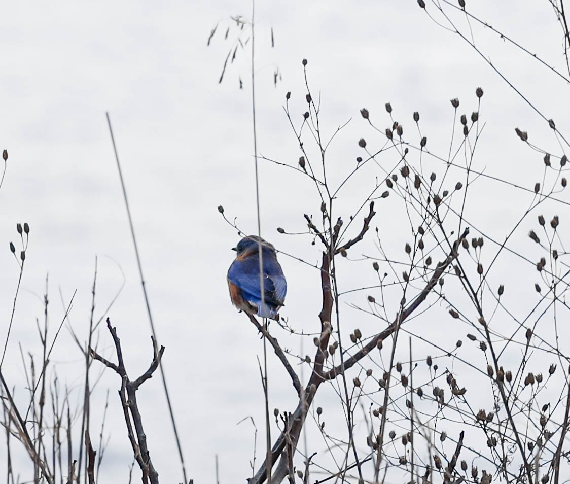 Eastern Bluebird - ML311835801