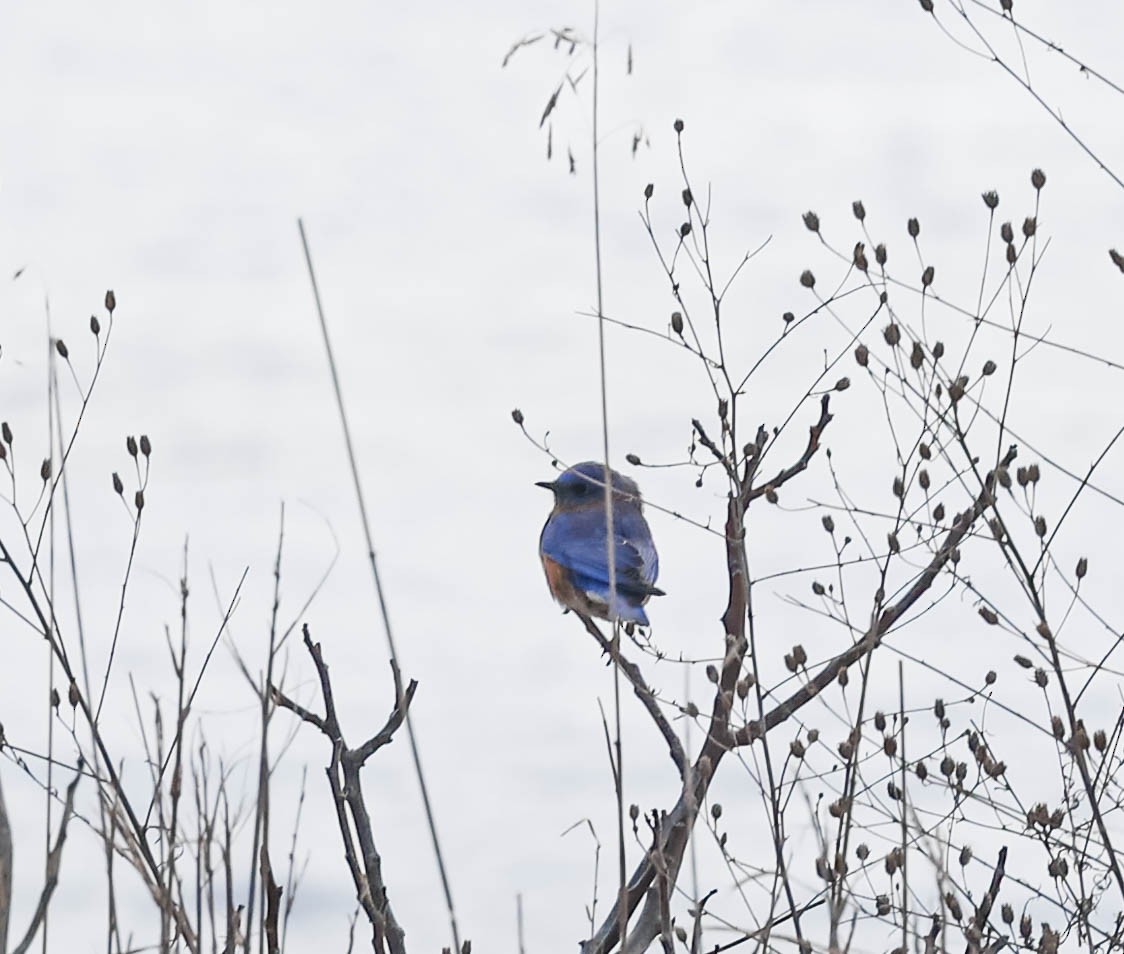 Eastern Bluebird - ML311835811