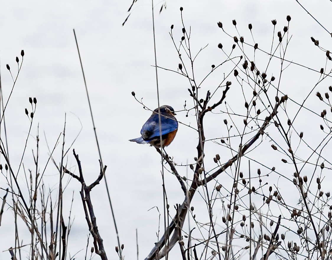 Eastern Bluebird - ML311835831
